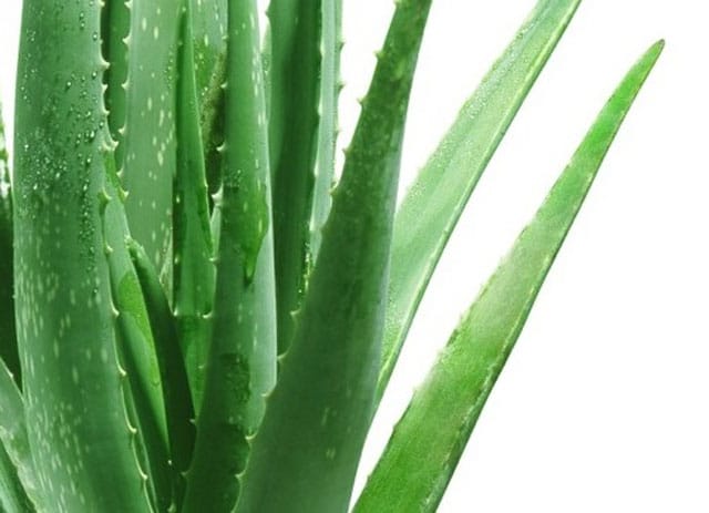 Aloe Vera Plant Natures Super Food 1